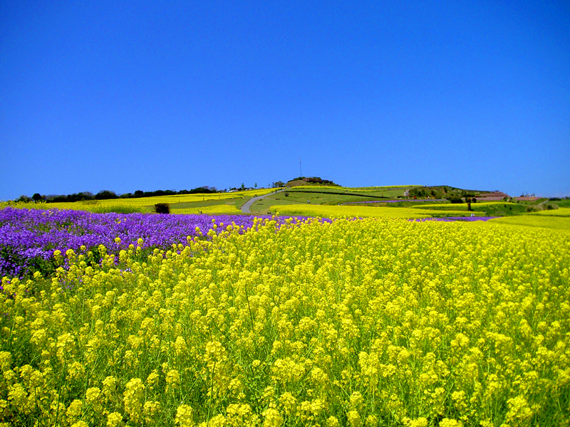 黄色い大パノラマ あわじ花さじきで 早春菜の花まつり 開催中 お知らせ 湊小宿 海の薫とawajishima